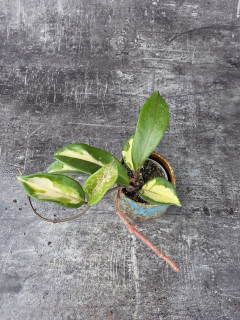 Hoya Carnosa Tricolor mini